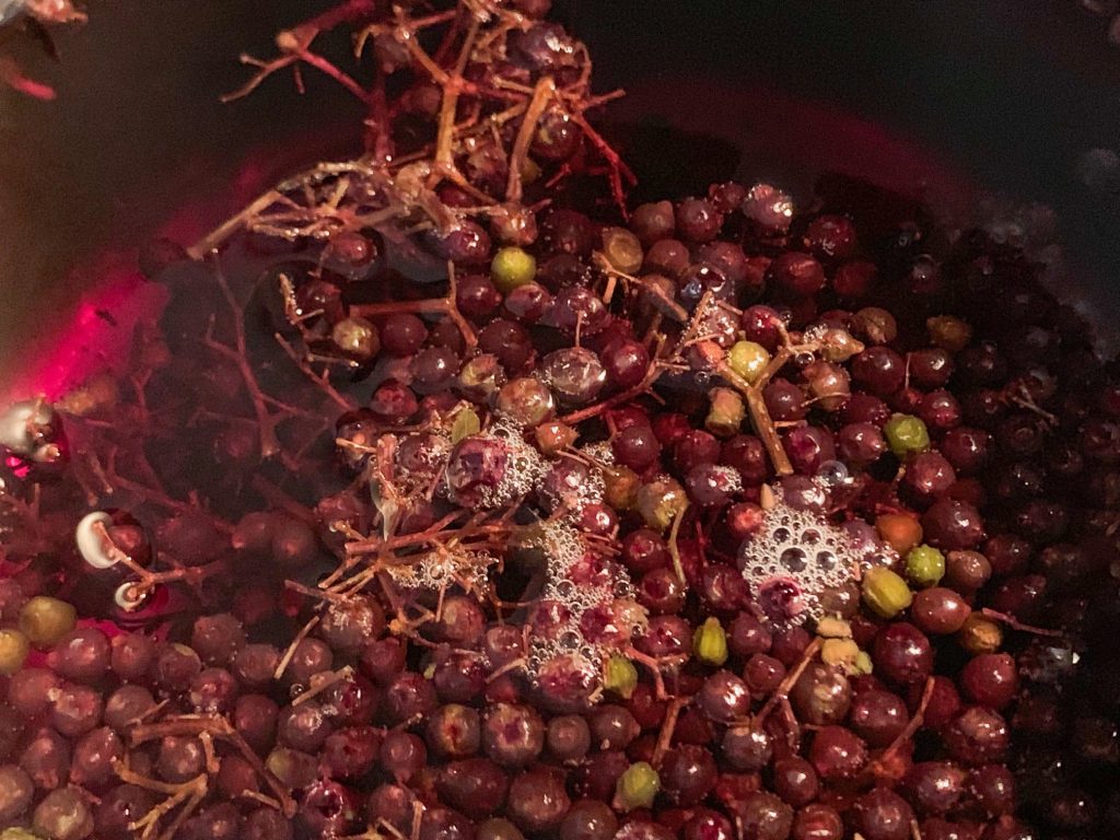 close up view on what elderberries look like