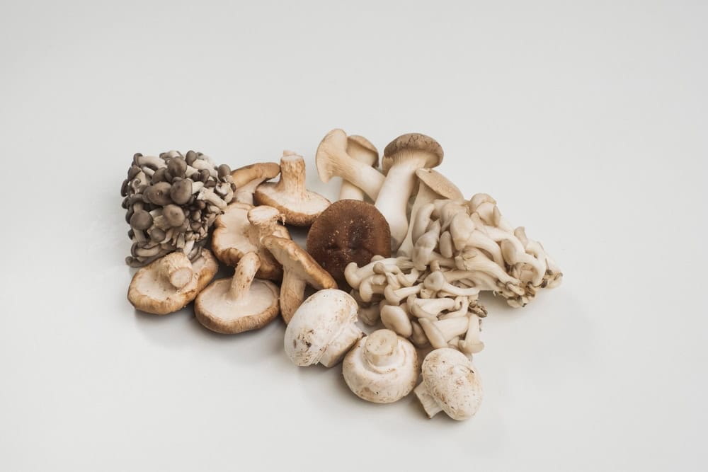Mushroom Variety Isolated Shitake Shimeji Paris. Mushrooms are used in the vegan gravy recipe.